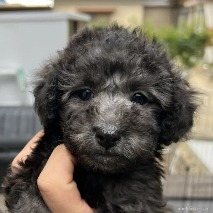 ID：2311-02503の子犬