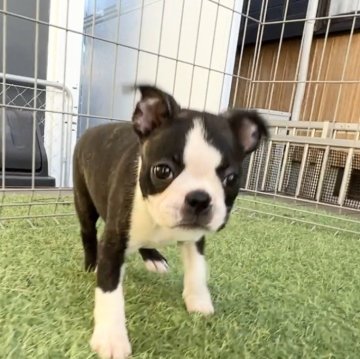 ボストンテリア【愛知県・女の子・2024年7月26日・ボストンカラー】の写真「よちよち可愛い女の子」