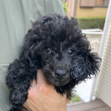 トイプードル(トイ)【愛知県・女の子・2024年4月4日・ブラック】の写真「小顔ちゃん成犬予想体重3~5kgの子です」