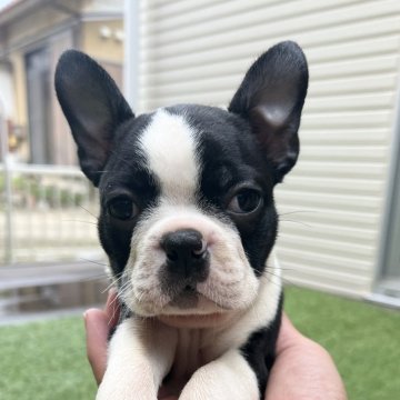 ボストンテリア【愛知県・女の子・2024年8月27日・ボストンカラー】の写真「ころころ可愛い女の子」