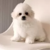 ビションフリーゼ