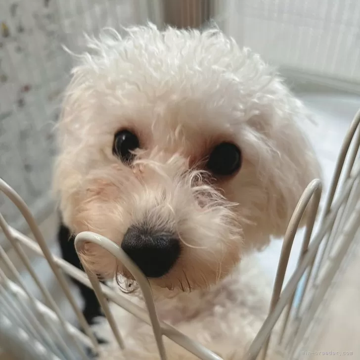 ID:2405-02644の子犬