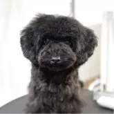 タイニープードル