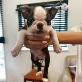 ボストンテリア
