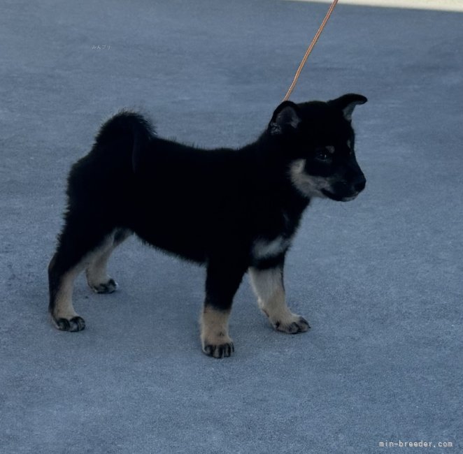 國村直弥ブリーダーのブログ：新しい家族が加わりました！