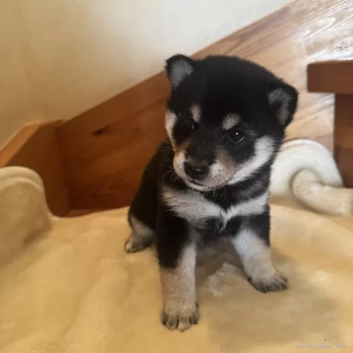 ID：2503-04327の子犬