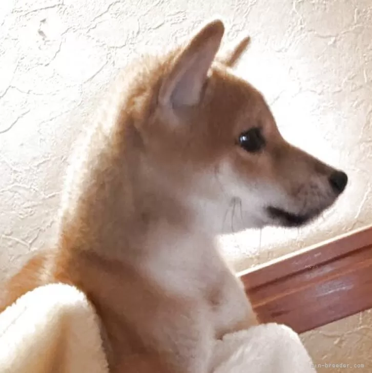 柴犬(標準サイズ)【北海道・男の子・2025年8月11日・赤】の写真1