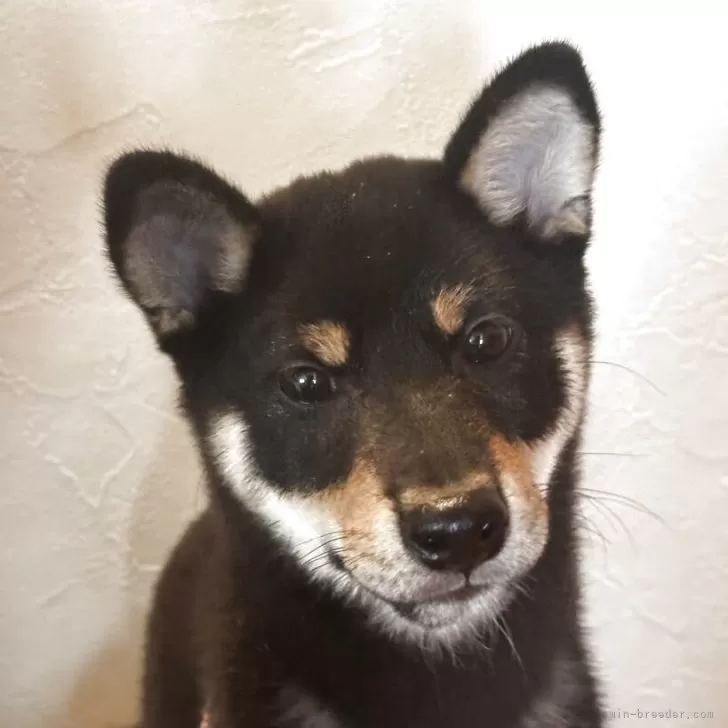 ID：2503-01121の子犬