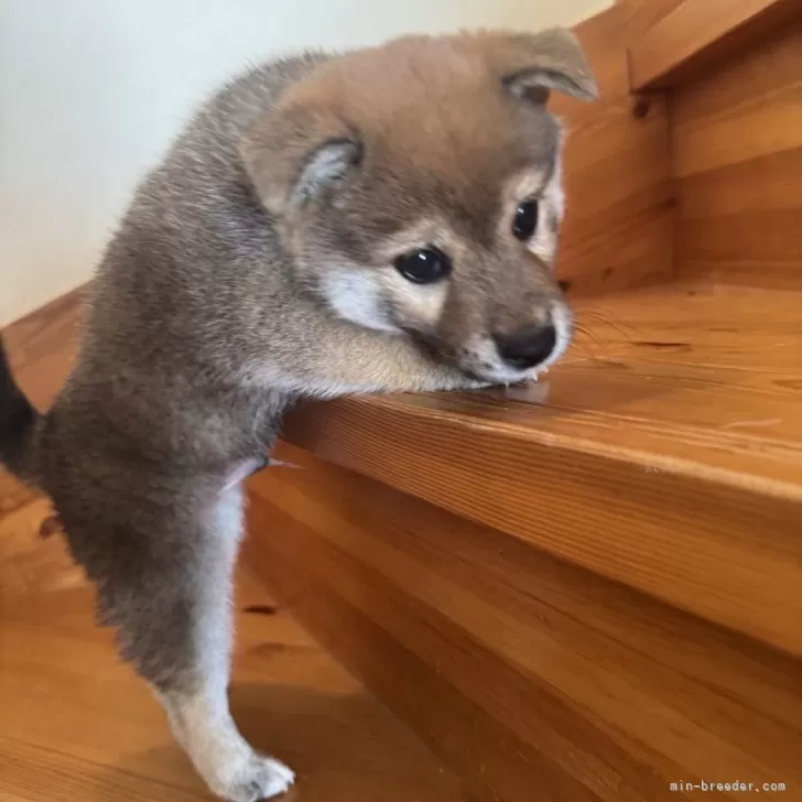 ID:2503-01135の子犬