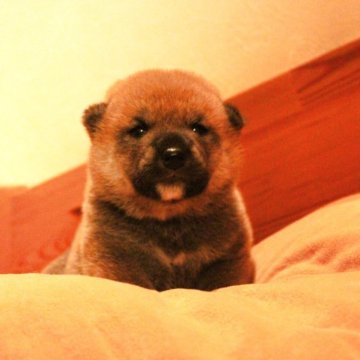 柴犬(標準サイズ)【北海道・男の子・2025年8月11日・赤】の写真「しっかりとした骨格の男の子。」