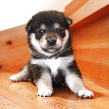 柴犬(豆柴)【北海道・女の子・2025年9月1日・黒】の写真「小柄で顔が整ってます。」