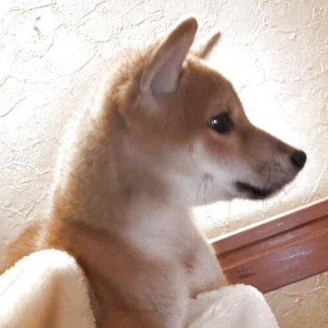 柴犬(標準サイズ)【北海道・男の子・2025年8月11日・赤】の写真「無邪気な男の子」