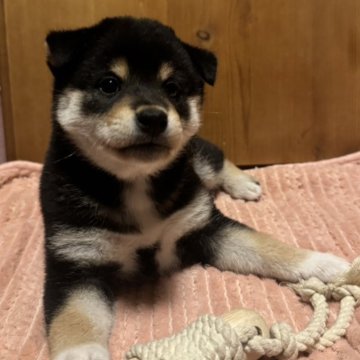 柴犬(豆柴)【北海道・男の子・2024年11月28日・黒】の写真「綺麗な配色の可愛い男の子」