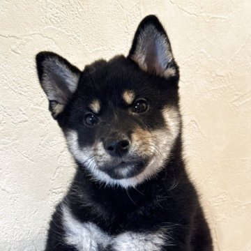 柴犬(豆柴)【北海道・男の子・2025年9月1日・黒】の写真「つぶらな瞳の男の子」