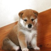 柴犬(標準サイズ)