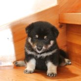 柴犬(豆柴)