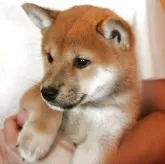 柴犬(標準サイズ)