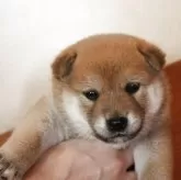 柴犬(標準サイズ)