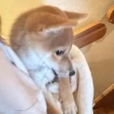 柴犬(標準サイズ)【北海道・男の子・2025年8月11日・赤】の写真2