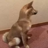 柴犬(標準サイズ)【北海道・女の子・2024年10月17日・赤毛】の写真3