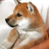 柴犬(標準サイズ)【北海道・男の子・2025年8月11日・赤】の写真4