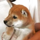 柴犬(標準サイズ)【北海道・男の子・2025年8月11日・赤】の写真5