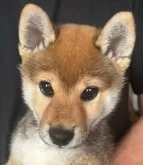 柴犬(標準サイズ)【北海道・男の子・2025年2月8日・赤】の写真7「成長しても可愛い男の子」