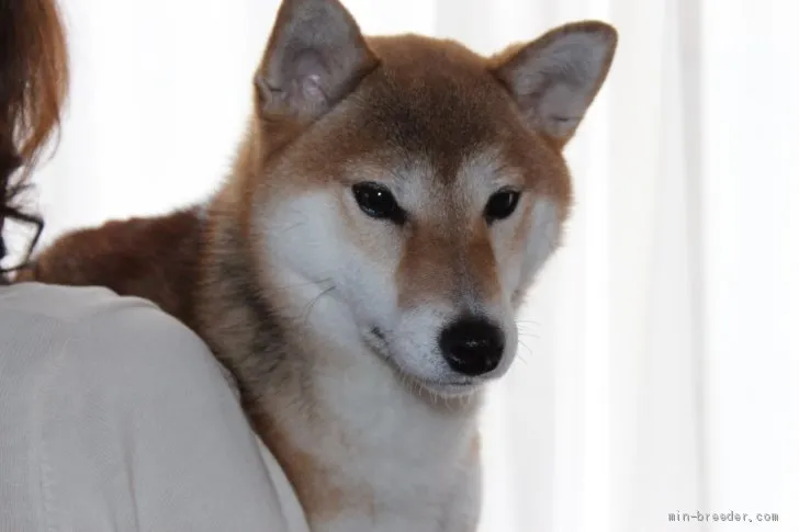 ID:1912-01849の子犬