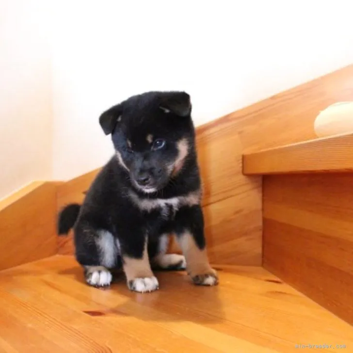 ikumi 様のお迎えした子犬