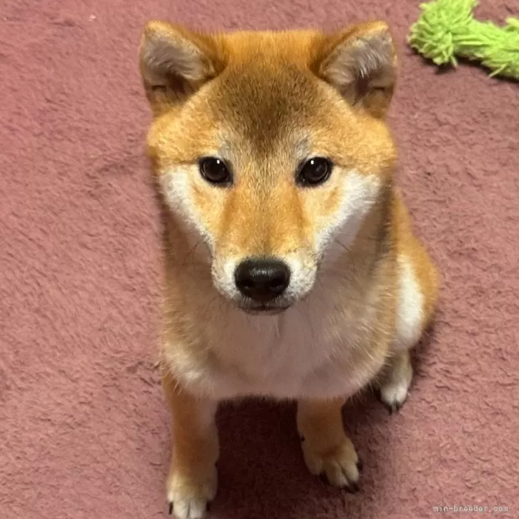 ID：2311-04108の子犬