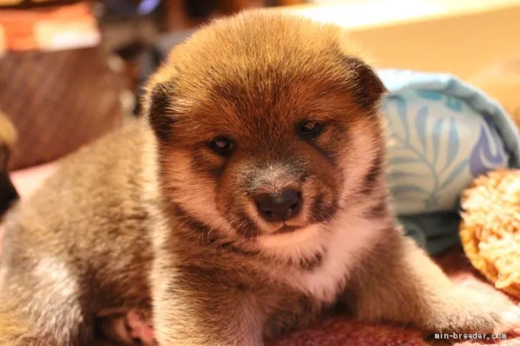 ID：2011-03245の子犬