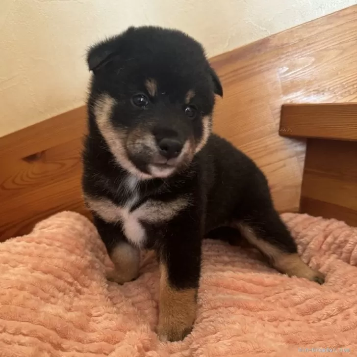 ID:2404-00387の子犬
