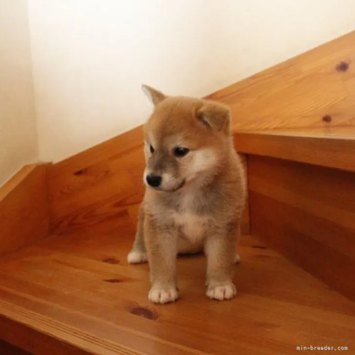 ID:2305-02144の子犬