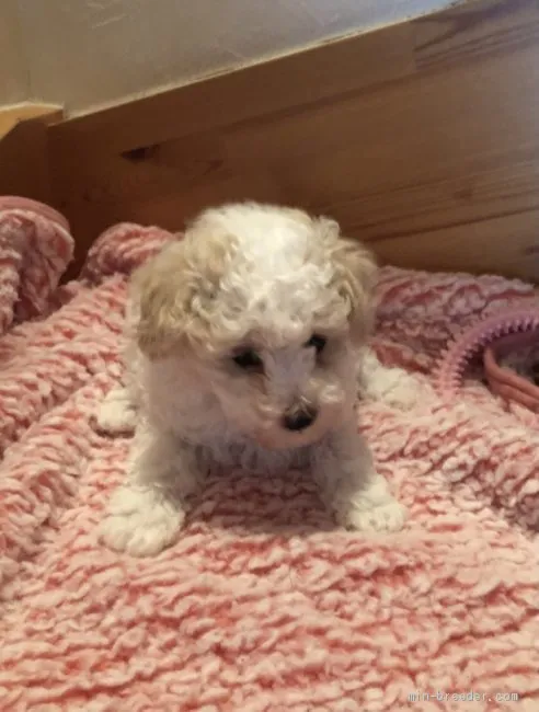 ID:2103-02622の子犬