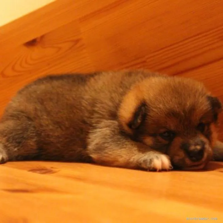 U.O 様のお迎えした子犬