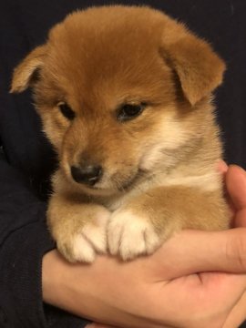 柴犬(標準サイズ)【北海道・女の子・2019年11月14日・赤】の写真「愛嬌のある顔つき♬可愛いです。」