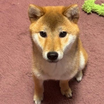 柴犬(標準サイズ)【北海道・男の子・2023年11月1日・赤】の写真「賢い元気な男の子」