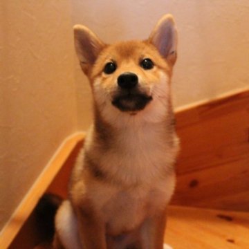 柴犬(標準サイズ)【北海道・男の子・2023年3月14日・赤胡麻】の写真「良質な運動能力が高い可愛い男の子♬」