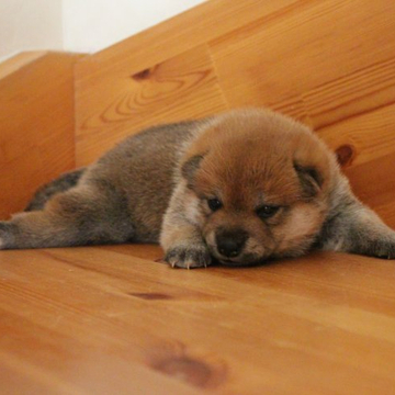 柴犬(標準サイズ)【北海道・男の子・2022年5月5日・赤】の写真「男の子の可愛さ満載！」