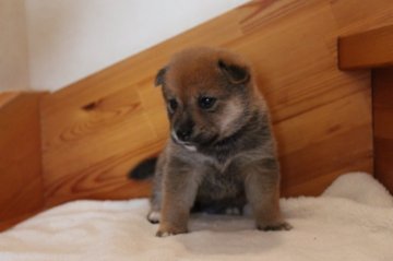 柴犬(標準サイズ)【北海道・女の子・2021年9月13日・赤】の写真「小柄で運動神経が良さそうな女の子」