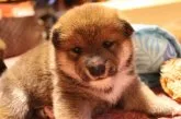 柴犬(標準サイズ)【北海道・女の子・2020年11月4日・赤】の写真1「11/25撮影」