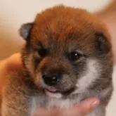 柴犬(標準サイズ)【北海道・女の子・2022年7月30日・赤】の写真1「8/18撮影」