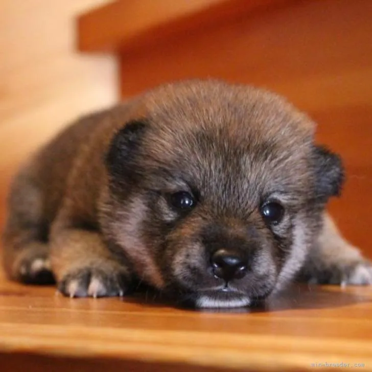 ID：2208-02737の子犬