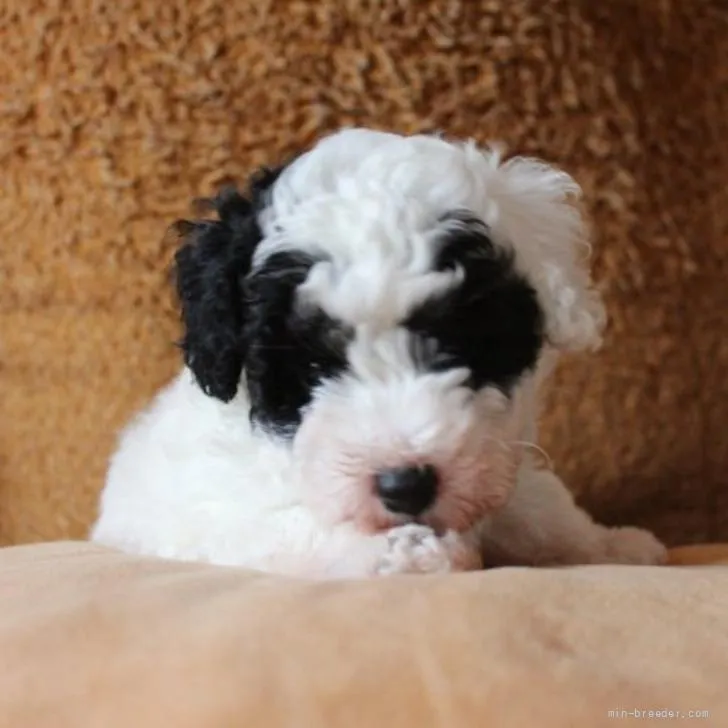 ID：2205-01276の子犬