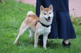 柴犬(標準サイズ)【・男の子・2023年4月23日・赤】