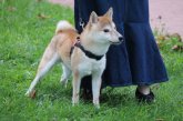 柴犬(標準サイズ)【・男の子・2023年4月23日・赤】