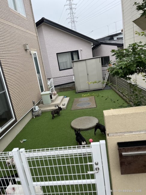 元気にのびのびと遊べる庭があります。｜下舘　望(しもだて　のぞみ)ブリーダー(青森県・フレンチブルドッグ・JKC/KC登録)の紹介写真4