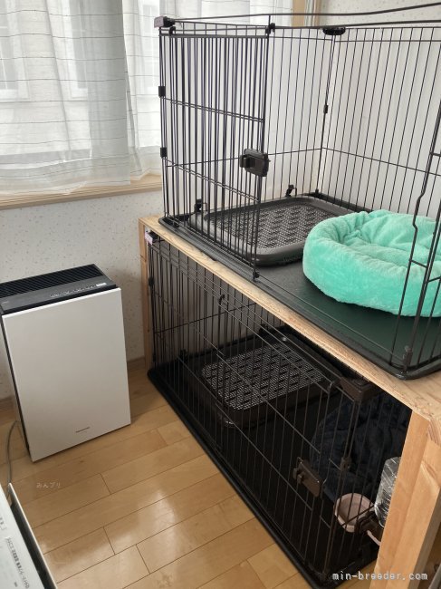 ナノイー、空調管理も徹底されており　とても清潔な犬舎です｜下舘　望(しもだて　のぞみ)ブリーダー(青森県・フレンチブルドッグ・JKC/KC登録)の紹介写真7