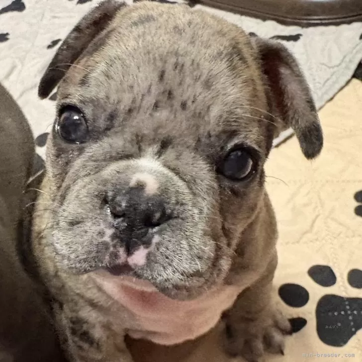 フレンチブルドッグ【青森県・男の子・2025年10月1日・ブルーマール】の写真1