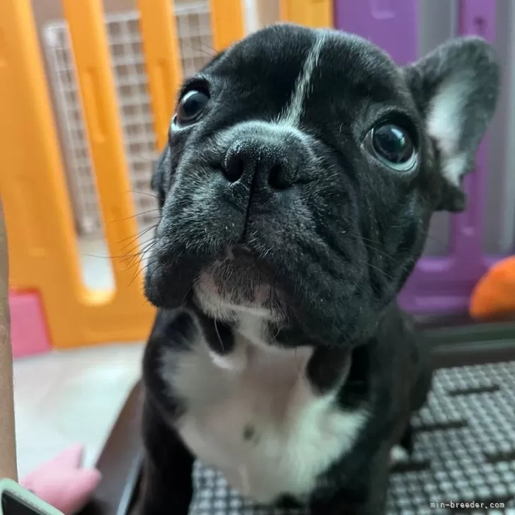 ID：2504-01593の子犬